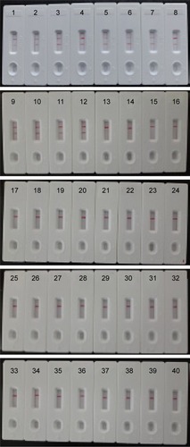 Figure 8 The specificity of MCDA-LFB assay for different strains.Notes: The MCDA reactions were carried out using different genomic DNA templates and were monitored by means of visual format. Biosensors 1–12, Listeria monocytogenes strains of serovar 1/2a (ATCC51772), 3a (ATCC51782), 1/2c (Slcc2372), 3c (Slcc2479), 1/2b (Slcc2755), 3b (Slcc2540), 7 (NCTC10890), 4a (ATCC19114), 4c (ATCC19116), 4b (ATCC19115), 4d (ATCC19117), and 4e (ATCC19118); biosensor 13–17, Listeria ivanovii (ATCCBAA-678), Listeria innocua (ATCCBAA-680), Listeria grayi (ATCC25402), Listeria seeligeri (ATCC35897), and Listeria welshimeri (ATCC35897); biosensors 18–39, Bacillus cereus, Enteropathogenic Escherichia coli, Enterotoxigenic E. coli, Enteroaggregative E. coli, Enteroinvasive E. coli, Enterohemorrhagic E. coli, Plesiomonas shigelloides, Shigella boydii, Shigella sonneri, Shigella flexneri, Enterobacter cloacae, Enterococcus faecalis, Yersinia enterocolitica, Streptococcus pneumonia, Aeromonas hydrophil, Vibrio vulnificus, Vibrio fluvialis, Vibrio parahaemolyticus, Proteus vulgaris, Streptococcus bovis, Klebsiella pneumonia, and Salmonella enteric; and biosensor 40, blank control (DW).Abbreviations: ATCC, American Type Culture Collection; DW, double distilled water; LFB, lateral flow biosensor; MCDA, multiple cross displacement amplification.