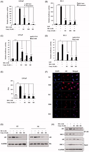 Figure 3. The impact of RC, MM, and RD on AR transcriptional activity. Endogenous (A) and exogenous (B) AR transcriptional activities were analyzed by detecting the activity of the promoter of PSA. ***p < 0.001 compared with the control group. Endogenous (C) and exogenous (D) AR transcriptional activities were analyzed by detecting the activity of ARE. *p < 0.05 and ***p < 0.001 compared with the control group. (E) ELISA analysis of PSA in LNCaP cell media after treated with RC, MM, or RD. ***p < 0.001 compared with the control group. (F) Representative immunofluorescence staining of AR (Red) in LNCaP cells with/without compounds treatment. Nuclei were counterstained with DAPI (blue). (G) Cytoplasmic and nucleoplasmic levels of AR were detected by western blot after treated with RC, MM, or RD. (H) Associations of AR and SRC-1 were determined by coimmunoprecipitation using anti-AR.