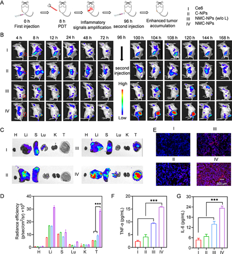 Figure 5 Self-amplified tumor targeting in vivo. Mice were i.v. injected with various groups, irradiated at 8 h post-injection and further received the second administration at 96 h (5 mg Ce6/kg). (A) The time line of tumor accumulation study. (B) Fluorescence images of mice at different time points. Ex vivo fluorescence images (C) and fluorescence intensity (D) of major tissues and tumors harvested at 104 h (n = 3) (H: heart, Li: liver, (S) spleen, Lu: lung, (K) kidney, (T) tumor). (E) Fluorescence images of tumor sections collected at 104 h. TNF-α (F) and IL-6 (G) level in tumors harvested at 104 h (n = 3). Data expressed as means ± SD. ***p < 0.001.