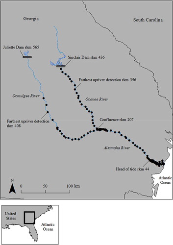 FIGURE 1. Map of the Altamaha River watershed, Georgia with inset showing relative location within the USA. Unique receiver station locations are represented by filled circles. Dams delineate the upper boundary of habitat accessible to Atlantic Sturgeon in the Ocmulgee and Oconee River tributaries. Maximum upstream detections of Atlantic Sturgeon in both tributaries and other relevant river kilometer (rkm) locations are indicated.