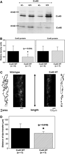 Figure 4.  Cx43 expression and intercellular coupling are reduced in Cx43-deficient cardiac fibroblasts. (A) Cx43 expression (top) is reduced in cardiac fibroblasts isolated from Cx43+/ −  hearts (+/ − ) compared to wild-type (+/ + ), as shown in this representative immunoblot. Cx45 expression (bottom) is not altered as shown in a reprobe of the same immunoblot. Equal amount of protein (30 µg) was loaded in each lane. (B) Histograms of summarized data from fibroblasts isolated from eight wild-type (Cx43 WT) and seven Cx43+/ −  (Cx43 HT) hearts demonstrating that Cx43 expression was significantly reduced by ∼50% in Cx43+/ −  fibroblasts. (C) Fluorescence images showing Lucifer yellow dye transfer after scrape-loading in wild-type (left) and Cx43+/ −  (Cx43 HT; right) adult murine cardiac fibroblast cultures. Outlines beside each fluorescence image represent the areas of dye transfer obtained using ImageJ software. The length of the microscopic field analyzed is shown by the double-headed arrow. The total area of dye transfer was divided by this length to calculate the distance of dye transfer in µm. (D) Histograms of summarized data showing a 24% reduction in distance of dye transfer in Cx43-deficient fibroblasts.