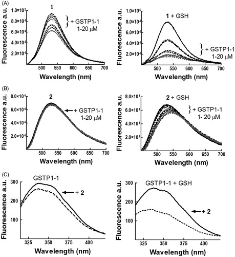 Figure 3. Spectrofluorometric analysis of the interaction between 1 or 2 and GSTP1-1. The emission spectra of (A) 1 (4 μM) and (B) 2 (4 μM), dissolved in buffer A (pH 6.5), were recorded at 25 °C before and after the addition of increasing amounts of GSTP1-1 (1–20 μM), in the absence (left) or in the presence (right) of 1 mM GSH. (C) The emission spectrum of GSTP1-1 (4 μM in buffer B, pH 6.5) was recorded at 25 °C before and after the addition of 2 (20 μM), in the absence (left) or in the presence (right) of 1 mM GSH.