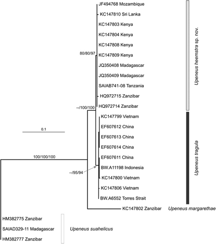 Figure 1. Maximum likelihood phylogram (−ln L = 1426.733) of evolutionary relationships among the included specimens from three Upeneus species of the U. tragula species group. The tree was rooted using specimens of Upeneus suahelicus as outgroups. Bootstrap supports for relationships from the likelihood, parsimony and neighbour-joining analyses are indicated on the respective branches (in the order ML/UP/NJ). Only bootstrap support values ≥ 75% are shown. Terminal names include GenBank accession numbers or BOLD Sequence/Process IDs, as well as regions of origin.