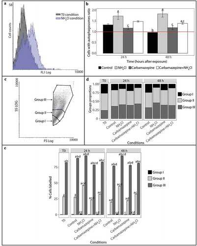 Figure 1. Detection and monitoring of autophagy in hemocytes of C. gigas by flow cytometry. (A) FL1 histogram overlay of hemocytes stained with Cyto ID® in normal condition (at T0) and presenting signs of autophagy inhibition (NH4Cl condition). The horizontal axis represents the fluorescence intensity, while the vertical axis represents the number of hemocytes. Based on Cyto ID® staining, two populations are defined: a negative cell population situated on the left of the histogram, and a positive cell population situated on the right of the histogram and only observed in the induced condition. (B) Ratios between percentages of hemocytes with autophagosomes in the different test conditions (control, NH4Cl, carbamazepine, carbamazepine+NH4Cl) after 24 or 48 h to those at T0. Values are means of nine replicates, and error bars represent standard deviation. a: significant difference between a treatment and the control condition at the respective time (p < 0.01). b: significant difference between control conditions at different times (p < 0.01). c: significant difference between a treatment and the NH4Cl condition at the respective time (p < 0.01). The red line represents the basal level of autophagy (T0 condition). (C) Forward scatter (FSC) vs. side scatter (SCC) density plot distinguishing 3 hemocyte populations. In order to define the hemocyte populations, 30,000 events were counted. Group I corresponds to hemocytes with low complexity and size, group II corresponds to hemocytes with moderate size and complexity, and group III corresponds to hemocytes with high complexity and size. (D) Proportion of hemocytes represented by each of the 3 populations at T0 and after 24 or 48 h post-exposure with different reagents (NH4Cl and/or carbamazepine). The control condition represents oysters only in seawater, without reagents. (E) Proportion of hemocytes represented by each of the 3 populations labelled with Cyto ID® at T0 and after 24 or 48 h post-exposure with different reagents (NH4Cl and/or carbamazepine). Values are means of 9 replicates, and error bars represent standard deviation. a: significant difference among respective cell populations relative to proportions of population I cells (p ≤ 0.0001). b: significant difference among respective cell populations relative to proportions of population II cells (p ≤ 0.0001). c: significant difference among respective cell populations relative to the control condition (p ≤ 0.05). d: significant difference among respective cell populations relative to T0 (p ≤ 0.05).