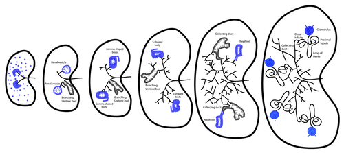 Figure 1. Metanephric ureteric bud branching and nephron formation. Metanephric kidney development initiates upon invasion of the ureteric bud (black lines) in the metanephric mesenchyme (dark blue cells). Signals from the ureteric bud induce differentiation of the nephron progenitors to form the renal vesicles, while further ureteric bud branching is taking place. Renal vesicles will re-arrange into the distinct comma- and S-shaped bodies (dark blue cells). Specific cell populations of these structures will give rise to the glomeruli, the proximal and distal tubules and the loops of Henle, while the ureteric bud develops into the collecting duct. Cilia are present in the renal vesicles, comma-shaped and S-shaped bodies and nephrons (blue lines) and also form in the branching ureteric bud and colleting duct cells (black lines).