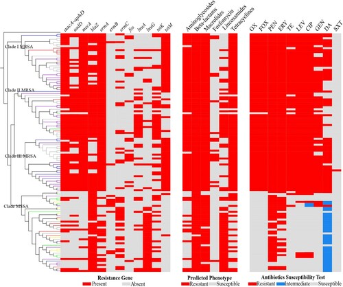 Figure 3. Resistance gene (left), predicted phenotype (middle) (all conducted in CLC Genomics Workbench 12.0 using ResFinder database), and antibiotics susceptibility profiles (right) of the 121 ST5 clonotype S. aureus isolates (from top to bottom are isolates in Clade I MRSA, Clade II MRSA, Clade III MRSA and Clade MSSA, respectively).
