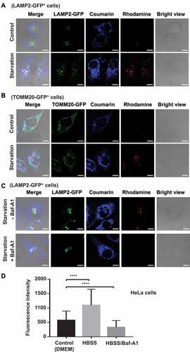 Figure 5. Fluorescence-on detection of mitophagy with IMCLAM. LAMP2-GFP+ HeLa cells (A) or TOMM20-GFP+ HeLa cells (B) were cultivated with DBCOBlue-ΔΨm (3 μM) in DMEM for 1.5 h and then cultured with AzProRed-ΔΨm (2 μM) in DMEM for 1 h. The cells were rinsed with DMEM three times and then maintained for 6 h in HBSS (starvation) before confocal microscopy analysis. IMCLAM+ cells cultured in DMEM were used as the controls. (C) Lysosomal acidity-triggered red fluorescence in IMCLAM+ cells. LAMP2-GFP+ HeLa cells prestained sequentially with DBCOBlue-ΔΨm and AzProRed-ΔΨm were maintained for 6 h in HBSS or HBSS spiked with Baf-A1 (50 nM). The cells were then analyzed by confocal microscopy. Scale bars: 10 μm. (D) HeLa cells were starved in HBSS spiked without or with Baf-A1 and then analyzed by flow cytometry without washing, using cells cultured in DMEM as the control. mean ± SD, n = 8000. ****, P < 0.0001 (t test)