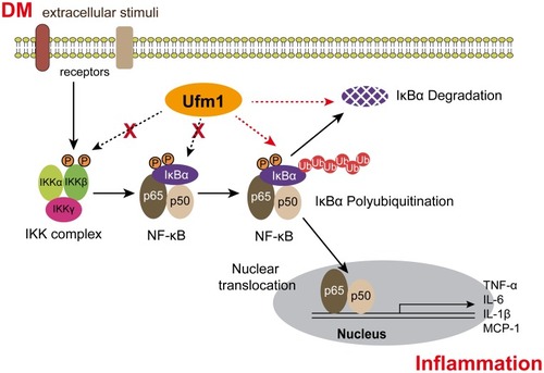 Figure 11 A brief schematic of the molecular mechanism involved in the present study. Ufm1 does not affect the phosphorylation of IKKβ or IκBα but affects the ubiquitination and degradation of IκBα to regulate NF-κB activity.