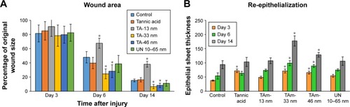 Figure 5 TA AgNPs improve healing in a mouse wound model.Notes: Silver nanoparticles (TAm TAgNPs sized 13, 33, 46 nm and UN 10–65 nm AgNPs) or tannic acid were applied at 5 µg/mL in saline, and the wounds were subjected to further tests at 3, 6 and 14 days from injury. Each bar represents the mean from 5 animals ± SEM (N=5). (A) Percentage of the original wound size. *p≤0.05 versus untreated control. (B) Re-epithelialization, expressed as the epithelial sheet thickness in micrometers measured in hematoxylin–eosin stained tissue sections at respective days after injury. *p≤0.05 versus untreated control.Abbreviations: AgNPs, silver nanoparticles; SEM, standard error of the mean; TAm, tannic acid-modified; UN, unmodified.