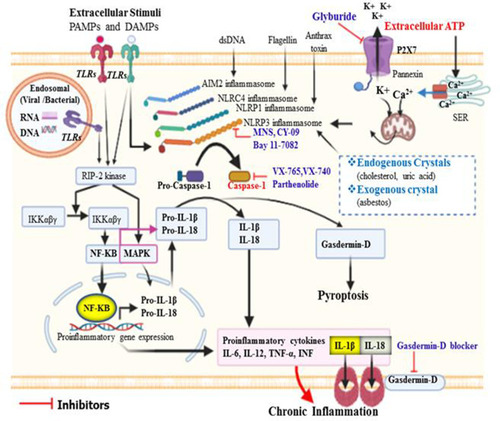 Figure 1 Activation of caspase-1 and its role in the initiation of inflammation. Different types of inflammasome can be activated by their distinct stimuli’s. Of these, NLRP3 can be activated by several PAMPs and DAMPs that enter into the cytosol through TLRs or phagocytosis. Moreover, in response to extracellular ATP, efflux of K+ from intracellular via P2X7 and release of Ca++ from storage site called smooth endoplasmic reticulum via Ca2+ channel leads to mitochondrial dysfunction and generation of ROS could trigger oxidative stress, which can then activate NLRP3 inflammasome. All inflammasomes finally activate procaspase-1 to caspase-1, and in turn matures pro-IL-1β and pro-IL-18 to induce inflammatory response. Caspase-1 activated gasdermin-D serves as pore-forming protein channels for IL-1β and IL-18 secretion, then high abundance of gasdermin-D at the plasma membrane results in inflammatory-induced lytic form of cell death called pyroptosis. NLRC4 inflammasome does not have ASC/adaptor protein, and the CARD domain of NLRC4 directly binds to its respective domain of procaspase-1.