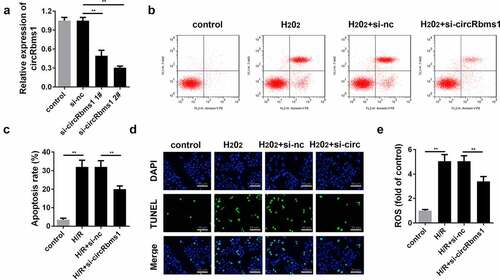 Figure 2. Silencing circRbms1 can attenuate apoptosis and oxidative stress injury of H9c2 cells induced by H2O2. (a) circRbms1 expression was determined by RT-PCR. (b, c) Apoptosis of H9c2 cells was detected using flow cytometry. (d) The apoptosis was detected by TUNEL assays. (e) Reactive oxygen species was assessed. Each experiment was repeated three times. **P < 0.01.