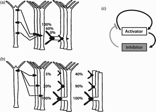 Figure 41. Systematic grafting experiments revealed the importance of the provenience and the destination position of the tissue fragment. Head cells are supposed to segregate head inhibitors. Inserting a head fragment close to a head inhibits new head formation (a). Only at distal inserting positions a head is formed since the inhibitor level is low there (b). Grafts of distal origins also show only weak head formation even if inserted at a distal position as the activator level is small (a). (c) The activator activates head formation but at the same time raises the inhibitor level while the inhibitor in turn suppresses the activator and consequently the head formation Citation505 Citation506. Figures (a)+(b) were adapted from Müller Citation505 with permission from Elsevier.