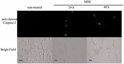 Figure 4. MDE induces the activation of caspase 3 in MDA-MB231 cells. Detection of caspase 3 using immunofluorescence analysis. MDA-MB231 cells grown on coverslips were treated with MDE 25 μg/ml. After 24 h or 48 h of treatment, cells were treated as described in Materials and methods and incubated with caspase 3 antibody. All photographs are shown at 40 × magnification. Data are representative of three independent experiments in duplicate.