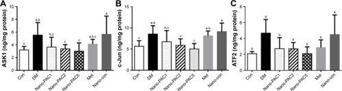 Figure 7 Protein expression of (A) ASK1, (B) c-Jun, and (C) ATF2 after treatment with Nano-PAC for 42 days.Notes: Data are shown as mean±SD (n=6 rats/group). The bars with different letters (a–c) represent significant (P<0.05) difference as analyzed by the Duncan’s multiple range test.Abbreviations: Nano-PAC, PAC encapsulated in silica–chitosan nanoparticles; Con, control; DM, diabetes mellitus; Nano-PAC1, diabetes+4 mg/kg per day Nano-PAC; Nano-PAC2, diabetes+8 mg/kg per day Nano-PAC; Nano-PAC5, diabetes+20 mg/kg per day Nano-PAC; Met, diabetes+300 mg/kg per day metformin; Nano-con, diabetes+20 mg/kg per day silica–chitosan nanoparticles; PAC, petri dish-cultured Antrodia cinnamomea.