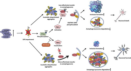 Figure 7. Model of TARDBP-mediated neurodegeneration in TARDBP proteinopathies. See text for details.