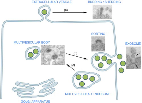 Fig. 1.  Extracellular vesicle (EV) origin: EV may originate from the endosomal compartment by exocytosis of vesicles formed within the multivesicular bodies or (a) from the cell surface by budding of plasma membrane. These shedding vesicles, sorted from the cell surface by budding of cell plasma membrane, are also named microvesicles. (b) Exocytic multivesicular bodies fuse with membrane after cell stimulation and release by exocytosis vesicles named exosomes. (b) These multivesicular bodies are created within the Golgi apparatus as a result of endosome compartmentalization. The insets are representative transmission electron microscopy of exosome generation from a multivesicular body and of vesicle generation by budding of plasma membrane (modified, in part, from Refs. (Citation3) and 7).