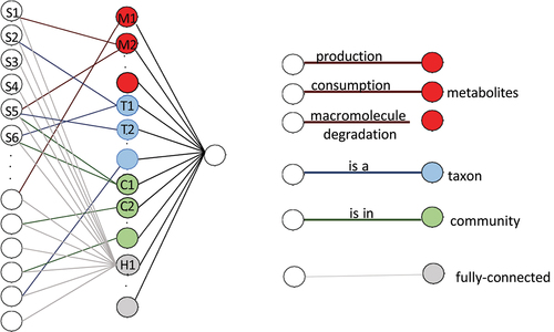 Figure 4. The neural network structure used in MicroKPNN. It is composed of three layers (shown on the left). In the input layer, each node is a species, and the hidden layer includes nodes of four different groups: metabolites (red), taxa (blue), communities (green), and fully connected hidden nodes (gray). The links between the input nodes and the nodes in the hidden layer represent different biological meanings (shown on the right).