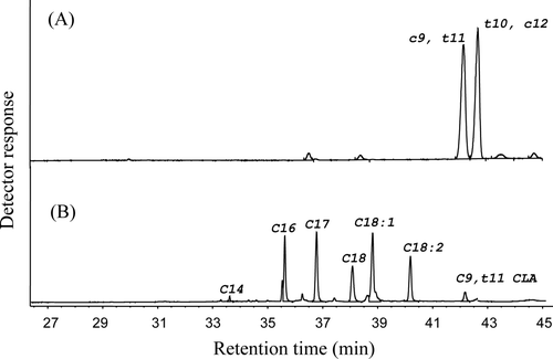 Figure 1. GC chromatogram of (A) the separated isomers cis9, trans11 and trans10, cis12 C18:2 of the quantitative standard used and (B) a sample of beef fat. The sample contains a single peak corresponding to the cis9, trans11 18:2 isomer. Figura 1. Cromatograma (A) de los isómeros separados cis9, trans11 y trans10, cis12 C18:2 del estándar para cuantificación utilizado, y (B) muestra de grasa de res. La muestra contiene un único pico correspondiente al isómero cis9, trans11 18:2.