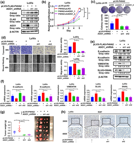 Figure 4. AGO1 mediates the effects of P4HA2 on promoting colorectal cancer progression.