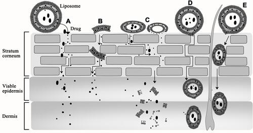 Figure 3 Different mechanisms of percutaneous infiltration of liposomes. (A) Liposomes release drugs outside the stratum corneum by the hydration; (B) Lipid flakes after rupture of liposomes play a role in promoting permeability; (C) Liposomes fuse with the stratum corneum; (D) Some deformable liposomes pass through the stratum corneum in their intact form; (E) Liposomes enter the skin via hair follicles and/or sebaceous glands.