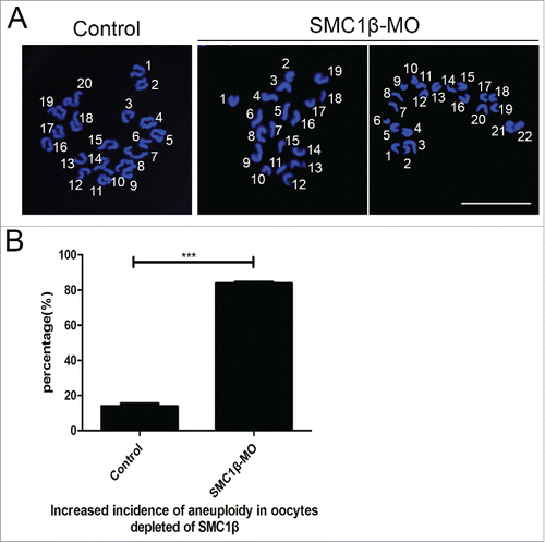 Figure 4. Knockdown of Smc1β results in the generation of aneuploidy in mouse eggs. (A) Representative images of euploid and aneuploid MII eggs. Chromosome spread was performed to calculate the number of chromosomes. Chromosomes were counterstained with PtdIns. Scale bar, 5 μm. (B) The proportion of aneuploid eggs was recorded in control and Smc1β-MO oocytes. Data were presented as mean percentage (mean ± SEM) of at least 3 independent experiments. Asterisk denotes statistical difference at a p < 0.05 level of significance.