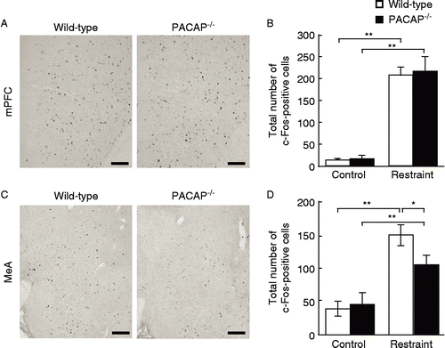 Figure 4.  Restraint stress-induced c-Fos expression in the mPFC and MeA in PACAP− / − mice. PACAP− / − and wild-type mice with and without restraint stress were subjected to immunostaining to detect c-Fos expression in the mPFC (A and B) and MeA (C and D). (A and C) Representative microscope images are shown. Scale bars, 100 μm. (B and D) The quantitative results in PACAP− / − (closed bars) and wild-type (open bars) mice are shown (n = 6–7 per group). *P < 0.05; **P < 0.01.