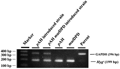 Fig. 2. Plasmid insertion confirmed by PCR.