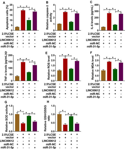 Figure 4 Overexpression of LINC00612 abolished CSE-induced effects on apoptosis, inflammation, and oxidative stress in HPMECs by regulation miR-31-5p. (A–H) HPMECs were treated with vector+miR-NC, 2.5% CSE+vector+miR-NC, 2.5% CSE+LINC00612+miR-NC, or 2.5% CSE+LINC00612+miR-31-5p. (A) The flow cytometry assay was performed to monitor cell apoptosis in HPMECs. (B) The caspase-3 activity in HPMECs was assessed by colorimetric assay kit. (C, D) ELISA kits were applied to assess the expression levels of IL-6 and TNF-α in supernatant. (E–H) ROS production, MDA level, SOD activity, and GSH/GSSG ratio were evaluated with assay kits. Data shown are mean±SD and from three independent experiments. *P<0.05.