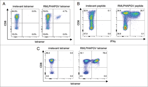 Figure 1. Immunogenicity analysis of RMLPHAPGV-primed T cells. CD8+ T cells from healthy blood donors were primed in vitro using (A) aAPCs or (B+C) natural APCs. Numbers represent percentages of all T cells. (A) Exemplary tetramer staining of one donor primed with RMLPHAPGV-specific aAPCs. Tetramer staining was performed after three stimulations with aAPCs using control tetramer YLLPAIVHI and RMLPHAPGV tetramer. Numbers represent percentage of all T cells. This figure is representative of nine donors tested positive for RMLPHAPGV-specific T cells after in vitro expansion with aAPCs. (B) Exemplary intracellular IFNγ staining of one donor primed with RMLPHAPGV-presenting natural APCs. Staining was performed after five stimulations with natural APCs using control peptide YLLPAIVHI and RMLPHAPGV peptide. (C) T cells, which have been primed in vitro using natural APCs, (from panel B) were stained with irrelevant YLLPAIVHI and RMLPHAPGV tetramer.