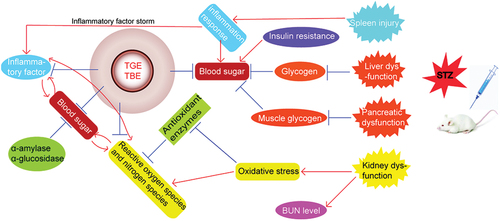 Figure 5. Hypoglycemic mechanisms of TGE/TBE in vivo and in vitro.