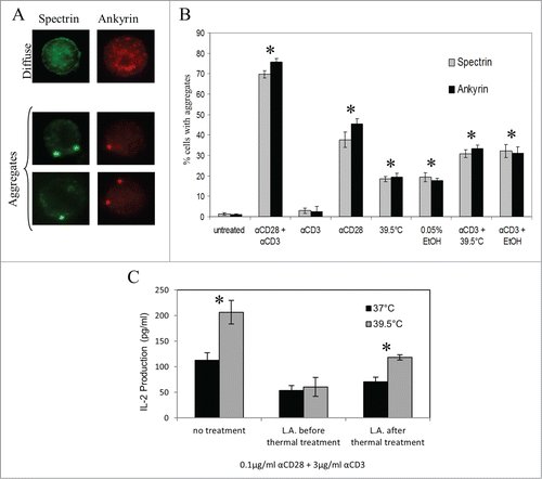 Figure 5. Thermally induced alterations in T cell plasma membrane fluidity are associated with cytoskeletal reorganization. (A, B) Jurkat T cells were stimulated with antibodies (anti-CD3 alone, anti-CD28 alone, or anti-CD3 + anti-CD28), exposed to mild hyperthermia (39.5°C), exposed to 0.05% EtOH, or simultaneously exposed to a combination of these treatments (as indicated) for 6 hours. The cells were then fixed and intracellularly stained for spectrin or ankyrin. Cells exhibiting cytoskeletal reorganization (A) were counted as positive cells and the percent of positive cells was assessed for each treatment was determined and graphed in (B). Asterisks denote a significant increase in cytoskeletal reorganization compared to untreated cells. (C) Jurkat T cells were incubated at 37, or 39.5°C for 7 hours. 1μM LA was added to the Jurkat T cell suspensions either before the incubation period, or for the final hour of the incubation period. The cells were then washed and stimulated with 3μg/ml plate-bound anti-CD3 with or without 0.1μg/ml soluble anti-CD28 (as indicated on the x-axis) for 24 hours at 37°C. Spent media was collected and the level of IL-2 cytokine in the supernatant was detected by an ELISA. *: p < 0.015 when comparing the data using an unpaired Student's t-test. The results are expressed as the mean ± s.d. from three independent experiments.