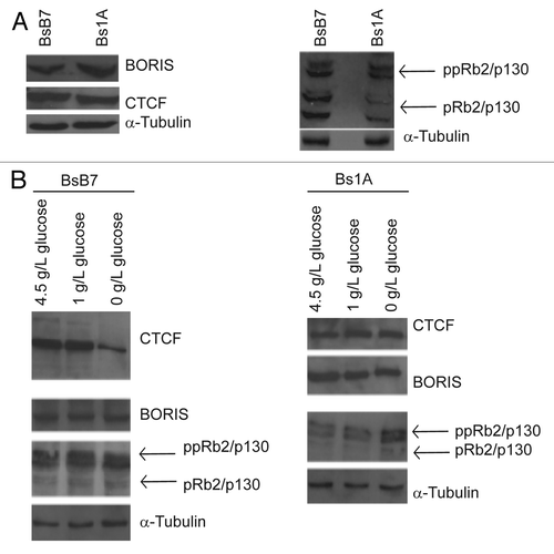 Figure 1. Determination of kinase motifs within phosphorylation sites identified from cells stimulated with resveratrol and spermidine. Hierarchical clustering of all responsive sites (sites regulated more than 2-fold upon at least one of the treatments). Black color indicates “non responsive” upon the given treatment. Cluster-specific significant linear motifs related to very high-confidence phosphorylation sites (localization probability > 0.9) are shown in the margin (requirement: at least 20 occurrences, p < 1E-6; Binomial testing).