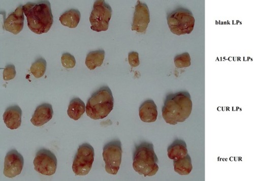 Figure 8 Changes of tumor volume in nude mice transplanted with human adenocarcinoma cell line DU145 on 7th day.