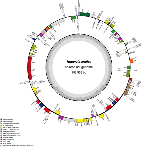 Figure 2. Map of the chloroplast genome of Huperzia arctica. Genes lying outside the outer circle are transcribed clockwise, while those inside the circle are transcribed counterclockwise. Genes belonging to different functional groups are color-coded. The innermost darker gray corresponds to GC content, while the lighter gray corresponds to at content. IR, inverted repeat; LSC, large single copy region; SSC: small single copy region.