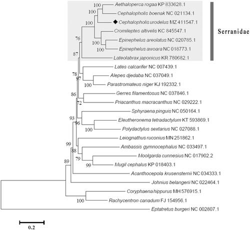 Figure 1. Phylogeny of Cephalopholis urodeta based on nucleotide sequences. The phylogenetic tree was inferred from the nucleotide sequences of 13 PCGs using ML method. Eptatretus burger was used as outgroup.