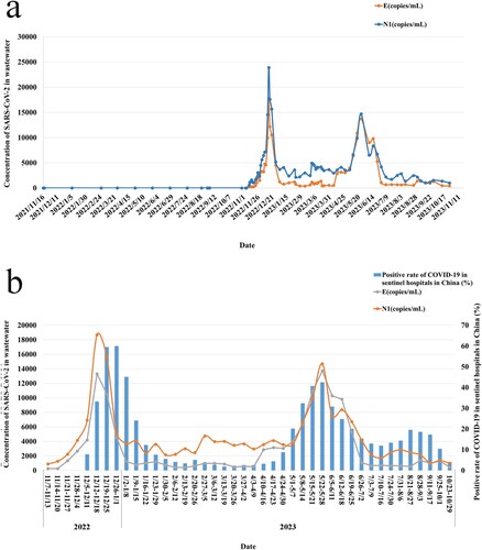Figure 1. (a) The temporal distribution of SARS-CoV-2 in wastewater using RT-ddPCR during the COVID-19 epidemic from November 2021 to October 2023. (b) The temporal distribution of SARS-CoV-2 in wastewater Since China's Zero-COVID strategy ends from November 2022 to October 2023. And positive rate of COVID-19 in sentinel hospitals in China (%) published by China CDC.