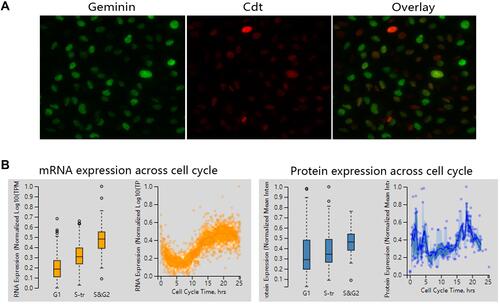 Figure 8 The expression of TOP2A across cell cycle. (A) Staining in cancer cell. Geminin (expressed in S and G2 phases). Cdt1 (expressed in G1 phase). (B) TOP2A mRNA and protein expression across cell cycle.