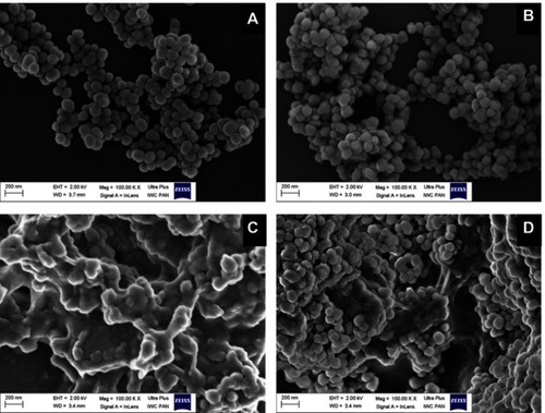 Figure 3 FE-SEM images of MSNs before and after drug loading and coating with polymer shells.Notes: MSN (A), core MSNTQ (B), core-shell MSNTQ-CS (C), and core-shell MSNTQ-WA (D).Abbreviations: FE-SEM, field emission scanning electron microscopy; MSN, mesoporous silica nanoparticles; MSNTQ, MSNs loaded with TQ as core; MSNTQ-CS, MSNTQ coated with the shell consists of chitosan and stearic acid; MSNTQ-WA, MSNTQ coated with the shell consists of whey protein and gum Arabic.