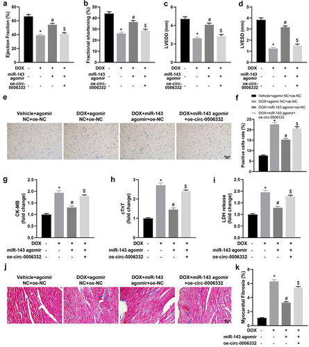 Figure 5. Overexpression of circ -0,006,332 reverses the improvement effect of miR-143 on DIC in rats. a-dd quantitative analysis of echocardiographic detection of cardiac function (LVEF, LVFS, LVEDD, and LVESD); e-f: TUNEL staining to detect apoptosis in myocardial tissues; g-i: ELISA to detect levels of CK-MB, cTnT, and LDH in myocardial tissues; j-k: Masson staining to observe myocardial tissue fibrosis, scale bar = 50 μm; *p < 0.05 compared with the vehicle + agomir NC + oe-NC group, #P < 0.05 compared with the DOX + agomir NC + oe-NC group, $P < 0.05 compared with the DOX + miR-143 agomir + oe-NC. Values in the figure were measurement data and expressed as mean ± standard deviation. One-way ANOVA with Tukey’s post hoc test (a-d, f-i, k) was used for comparisons among multiple groups.