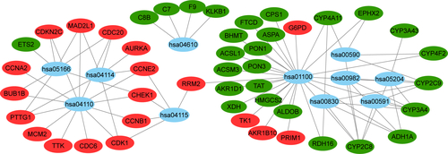Figure S4 Pathway enrichment of potential prognostic genes.Note: Blue represents signaling pathways, red represents upregulated genes, and green represents downregulated genes.