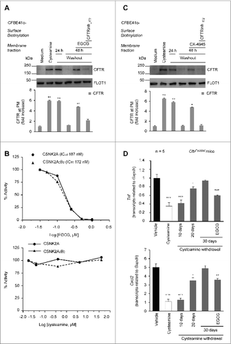 Figure 3 (See previous page). Effects of the combination treatment with cysteamine and epigallocatechin gallate (EGCG) on human airway epithelial cells and mouse lungs. (A) CFBE41o-cells were transfected with F508del-CFTR at 37 °C. After transfection, the cells were incubated for 18 h with or without cysteamine (250 μM) and then kept in medium for 24 h or 48 h in the presence or absence of EGCG (80 μM), with or without CFTRinh-172 (20 μM). Cycloheximide (CHX) (100 μg ml−1) was added during the last 8 h of incubation. The lack of CHX toxicity in this model is reported in Fig. S3A. Top, surface biotinylation followed by purification of streptavidin-bound PM proteins and immunoblot with anti-CFTR (clone CF3, Abcam). FLOT1 (clone C-2 Santa Cruz Biotechnology) confirmed cell surface protein-specific localization. Bottom, densitometric measurement of the residual CFTR at the PM expressed as fold increase of the initial amount (medium) normalized to FLOT1 levels, Mean ± SD of triplicates of independent experiments; °°P < 0.01 compared to medium (ANOVA). (B) Effects of EGCG (top) and cysteamine (bottom) on the activity of either the CSNK2A/α subunit or the CSNK2A2-CSNK2B2 (α2β2) holoenzyme acting on the synthetic peptide substrate RRRADDSDDDDD. IC50 values represent the mean of 3 independent experiments with the SD not exceeding 10%. (C) CFBE41o-cells were transfected with F508del-CFTR and incubated with cysteamine and then kept up to 48 h in medium alone as in (A). During cysteamine washout, the cells were incubated with medium or medium added with the CSNK2 inhibitor CX-4945 (5 μM) in the presence or absence of CFTRinh-172 (20 μM). CHX was added to the system as in (A). Top, surface biotinylation followed by purification of streptavidin-bound PM proteins and immunoblot with anti-CFTR (clone CF3, Abcam). FLOT1 (clone C-2 Santa Cruz Biotechnology) confirmed cell surface protein-specific localization. Bottom, densitometric measurement of the residual CFTR at the PM expressed as fold increase of the initial amount (medium) normalized to FLOT1 levels. Mean ± SD of triplicates of independent experiments, °P < 0.05, °°P < 0.01 compared to medium (ANOVA). (D) Tnf (top) and Cxcl2 (bottom) transcription levels in lung homogenates from 10-12 wk-old CftrF508del mice either immediately after treatment with vehicle or cysteamine for 7 d or alternatively after a latency of 10, 20, or 30 d without cysteamine treatment. During this “washout” period, the mice were either left untreated or treated with cysteamine. Mean ± SD of triplicates of 5 mice per group, °P < 0.05, °°°P < 0.001 compared to vehicle and **P < 0.01, ***P < 0.001 compared to 30 d of washout without cysteamine (ANOVA).