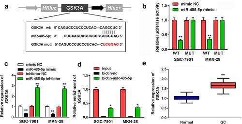 Figure 5. MiR-485-5p targeted GSK3A. (a) MiR-485-5p bound to the 3ʹ-UTR of GSK3A. GSK3A MUT was also designed. (b) The relative luciferase activity after co-transfection of mimic plasmids and WT/MUT plasmids was analyzed in GC cells. (c) GSK3A levels in GC cells after the transfection of miR-485-5p mimic or inhibitor were evaluated using RT-qPCR. (d) RNA pull-down assay was conducted with input, biotin-nc and biotin-miR-485-5p, and GSK3A expression was measured by RT-qPCR. (e) GSK3A expression in GC tissues and pericarcinomatous tissues was examined using RT-qPCR. **P < 0.01. *P < 0.05.
