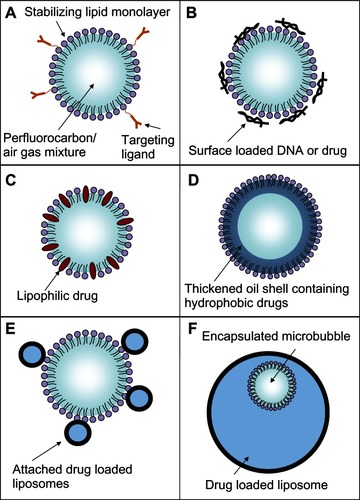 Figure 9 Schematic representations of various drug-delivery vehicle designs. (A) The basic microbubble design with a lipid monolayer stabilizing the PFC/air gas core. Targeting ligands can be conjugated to the surface to help facilitate accumulation of the microbubble in desired tissues. These ligands can be antibodies or short peptide sequences such as cyclic RGD. (B) The microbubble itself can be a vehicle by attaching drugs and even DNA to the surface through the use of electrostatic attractions. (C) Lipophilic drugs can be incorporated into the lipid monolayer shell of the microbubble. (D) The stabilizing shell can be thickened with an oil layer, allowing hydrophobic drugs to be carried within it. (E) Drug-filled liposomes can be attached to the surface of the microbubble. When the microbubble is exposed to ultrasound, the liposomes are disrupted by the mechanical actuation releasing drug. (F) The microbubble can be encapsulated within a liposome along with the drug. When exposed to ultrasound, the microbubble ruptures the outer liposome, releasing the payload.