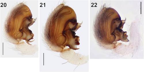 Figures 20–22. Male palp of Turanobius leptonychus sp. n. (20), T. hissaricus sp. n. (21) and T. ferdowsii comb. n. (22), prolateral. 22 reproduced from Fomichev (Citation2022). Scale bars: 0.2 mm.