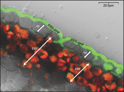 Figure 2 Localization of DSO-GFP protein fusion. Confocal microscopy of stem cross-sections of plants harboring the promoter pDSO::GFP-DSO construct. Ep—indicates epidermal cells and cor—cortex cells.