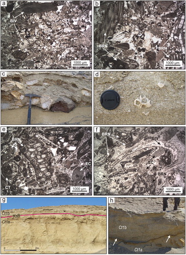 Figure 3. (a–b) Thin-section photomicrographs of a coarse-grained bed within Ct1a showing barnacles (BRN) and bivalves (BIV); (c) the conglomerates in Ct1a include rounded to sub-rounded, pebble- to cobble-sized clasts derived from the pre-Cenozoic basement units admixed with distinctive white-weathering, well-rounded clasts of an ash-flow tuff. Clasts are chaotically oriented and have a clast-supported texture with a skeletal-rich carbonate matrix indicating deposition by a gravity flow. A 30-cm-long rock hammer for scale; (d) a striking feature of the Ct1b mixed siliciclastic-carbonate deposits is their extreme coarseness, and the highly fragmental nature of their constituent particles. Macroscopically, they comprise a mixture of densely packed, gravel- and sand-sized skeletal detritus and terrigenous grains. Lens cap 6.5 cm in diameter; (e–f) thin-section photomicrographs of grain-supported fabrics in the lower portion of the Ct1b clinoforms composed of significant amounts of disaggregated barnacle plates (BRN) and bivalves (BIV), with echinoids (EC), calcareous tubes (CT) and benthic foraminifera being of secondary importance; (g) panoramic and (h) close up views of the undulated erosional contact marked by a sharp break in grain size between coarse-grained grainstones (transition-slope deposits, Ct1b) above and finer-grained sandy siltstones (offshore deposits, Ct1a) below.