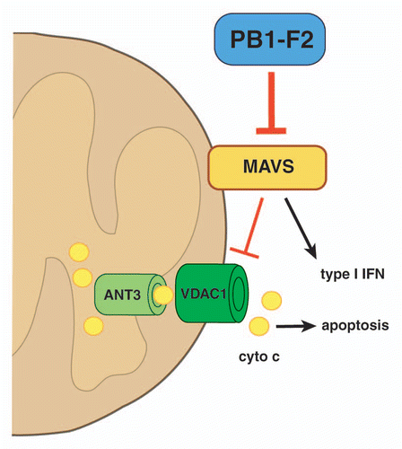Figure 3 Model for the molecular bridge of the pro-apoptotic and anti-interferon functions of PB1-F2. MAVS is an important mediator of the type I IFN production pathway. It has also been shown that MAVS has a negative regulatory effect on VDAC1-mediated apoptosis. PB1-F2 affects MAVS-mediated IFN production by possibly binding to MAVS, which may have two effects: (1) the inhibition of the type I IFN response and (2) the lifting of the inhibitory effect of MAVS on VDAC1-mediated cell death. Please see text for further details and discussion. Please note: drawing is not to scale.