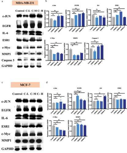 Figure 6 CSSGF could down-regulate the expression of c-Myc and up-regulate the expression of EGFR both in MDA-MB-231 and MCF-7 cells. (a) WB results after drug treatetment in MDA-MB-231 cells.(b) Statistic results of a.**p<0.01,*: p<0.05, ns: no significant difference. (c) WB results after drug treatetment in MCF-7 cells.(d) Statistic results of c.**: p<0.01.*: p<0.05.