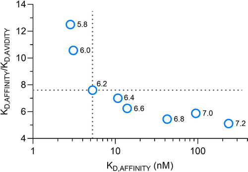 Figure 6. Avidity-to-affinity relationship of FcRn and mAb1 YTE variant from pH 5.8 to 7.2. The ratio of the KD values (KD,AFFINITY/KD,AVIDITY), referred to as avidity enhancement factor increases from neutral to acidic pH. The higher the binding strength (affinity) the more its contribution to the overall avidity enhancement. Weak affinities occurring at pH 6.4 to 7.4 only show a minor contribution to the avidity effect while strong affinities from pH 5.8 to 6.2 show higher contribution. A transition point is pH 6.2, indicated by the dashed lines. The data points are shown as mean ± SD* (*smaller than the data points, thus not visible).