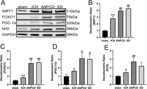 Figure 8 ANPCD and ED up-regulated the protein expression of SIRT1, FOXO1, PGC-1α and Nrf2 in brain tissue around hematoma at 72 h after ICH by Western blot. (A) The protein expression of SIRT1, FOXO1, PGC-1α and Nrf2. (B) The quantitative densitometric ratio of SIRT1. (C) The quantitative densitometric ratio of FOXO1. (D) The quantitative densitometric ratio of PGC-1α. (E) The quantitative densitometric ratio of Nrf2. * p < 0.05 or ** p < 0.01 as compared with the sham group; #p < 0.05 or ## p < 0.01 as compared with the ICH group.